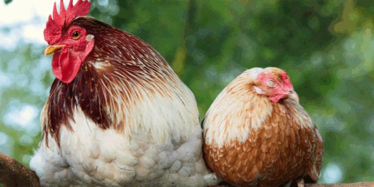 Estado de Washington registra o primeiro caso humano de H5N5, variante rara da gripe aviária. Paciente está hospitalizada, mas autoridades dizem que risco geral é baixo e não há transmissão entre humanos.