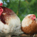 Estado de Washington registra o primeiro caso humano de H5N5, variante rara da gripe aviária. Paciente está hospitalizada, mas autoridades dizem que risco geral é baixo e não há transmissão entre humanos.