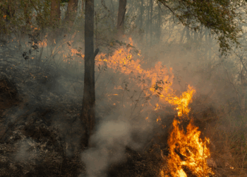 Relatório do Observatório do Clima mostra que o Brasil reduziu em 16,7% suas emissões brutas de gases do efeito estufa em 2024, alcançando o menor nível em 16 anos. Queda foi puxada pela redução do desmatamento na Amazônia e no Cerrado.