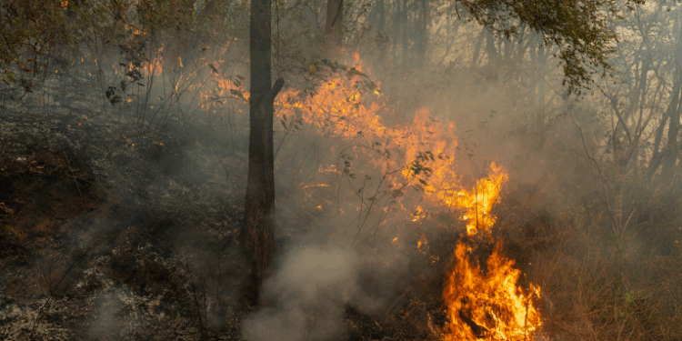 Relatório do Observatório do Clima mostra que o Brasil reduziu em 16,7% suas emissões brutas de gases do efeito estufa em 2024, alcançando o menor nível em 16 anos. Queda foi puxada pela redução do desmatamento na Amazônia e no Cerrado.