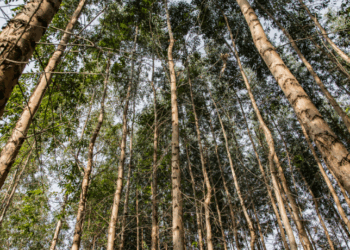 O Mecanismo de Reversão de Desmatamento (RDM), desenvolvido por pesquisadores brasileiros, visa estimular a restauração de florestas tropicais como estratégia lucrativa para captura de carbono e combate às mudanças climáticas.