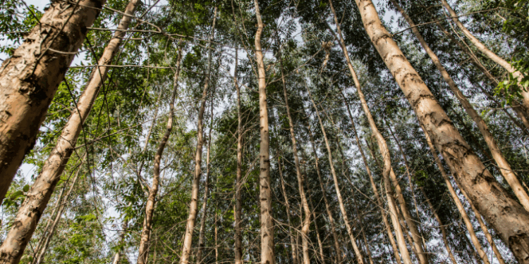 O Mecanismo de Reversão de Desmatamento (RDM), desenvolvido por pesquisadores brasileiros, visa estimular a restauração de florestas tropicais como estratégia lucrativa para captura de carbono e combate às mudanças climáticas.
