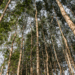 O Mecanismo de Reversão de Desmatamento (RDM), desenvolvido por pesquisadores brasileiros, visa estimular a restauração de florestas tropicais como estratégia lucrativa para captura de carbono e combate às mudanças climáticas.