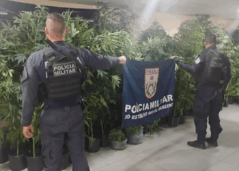 Pé de maconha vira “árvore de Natal” em São Gonçalo e episódio viraliza durante a Operação Barricada Zero