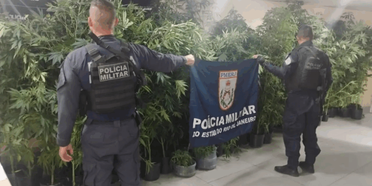 Pé de maconha vira “árvore de Natal” em São Gonçalo e episódio viraliza durante a Operação Barricada Zero