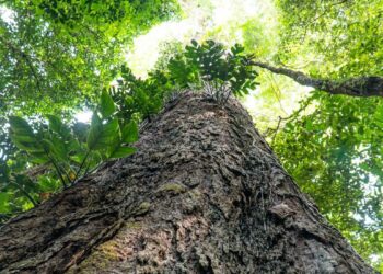 Às portas da COP30, Brasil garante novo aporte internacional para o Fundo Amazônia