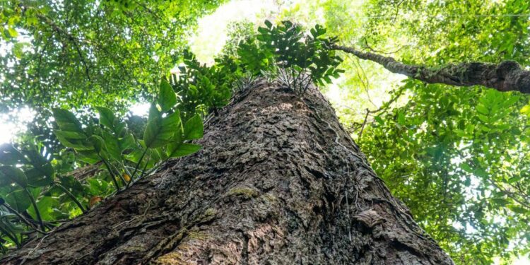 Às portas da COP30, Brasil garante novo aporte internacional para o Fundo Amazônia