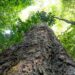 Às portas da COP30, Brasil garante novo aporte internacional para o Fundo Amazônia