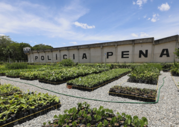O programa socioambiental Replantando Vida, da Cedae, ganhou um importante reforço nesta quinta-feira (11) com a inauguração do viveiro florestal João Paulo Tinoco