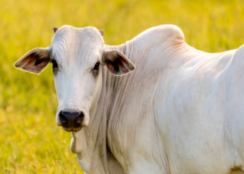 Brasil deve superar EUA e assumir liderança mundial na produção de carne bovina em 2025