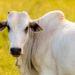 Brasil deve superar EUA e assumir liderança mundial na produção de carne bovina em 2025