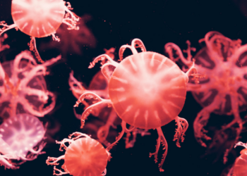 O Brasil produz e aplica internamente a terapia CAR-T para cânceres hematológicos no Hospital Albert Einstein, com remissão completa em 72% dos pacientes. Tratamento é desenvolvido com células próprias e reduz custo em relação a terapias importadas.