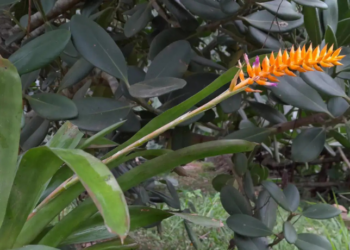 Pesquisadores do Jardim Botânico do Rio de Janeiro identificam nova espécie de bromélia, Wittmackia aurantiolilacina, endêmica da Mata Atlântica, com inflorescências laranja e lilás, criticamente ameaçada de extinção.