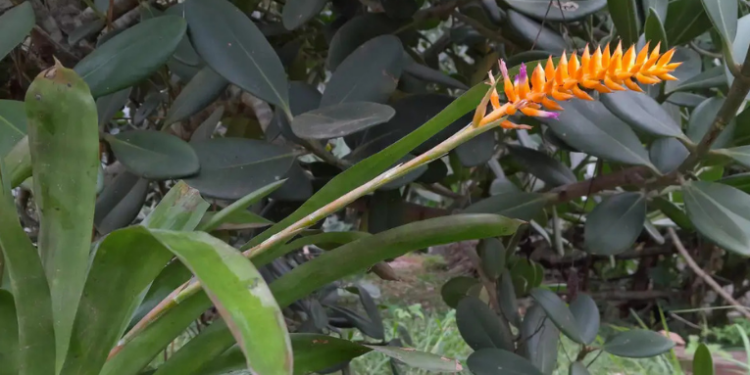 Pesquisadores do Jardim Botânico do Rio de Janeiro identificam nova espécie de bromélia, Wittmackia aurantiolilacina, endêmica da Mata Atlântica, com inflorescências laranja e lilás, criticamente ameaçada de extinção.