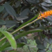 Pesquisadores do Jardim Botânico do Rio de Janeiro identificam nova espécie de bromélia, Wittmackia aurantiolilacina, endêmica da Mata Atlântica, com inflorescências laranja e lilás, criticamente ameaçada de extinção.