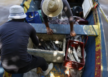 Estudo da UFF aponta mercúrio em peixes da Baía de Guanabara e alerta pescadores e moradores sobre os riscos à saúde. Especialistas recomendam diversificar espécies consumidas.