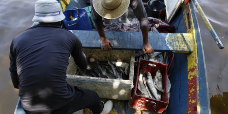 Estudo da UFF aponta mercúrio em peixes da Baía de Guanabara e alerta pescadores e moradores sobre os riscos à saúde. Especialistas recomendam diversificar espécies consumidas.