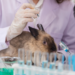 Pesquisadores da UFPR criam pele humana sintética por bioimpressão 3D, oferecendo alternativa ética aos testes em animais para cosméticos, perfumes e produtos de higiene pessoal.