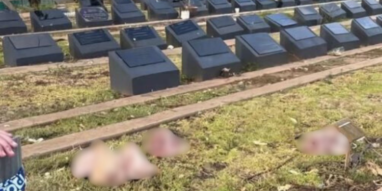 Um cemitério muçulmano em Sydney foi alvo de vandalismo na madrugada de segunda-feira (15), com cabeças de porco deixadas no local. O ato acontece após ataque terrorista em Bondi, que matou 16 pessoas durante o Hanukkah.