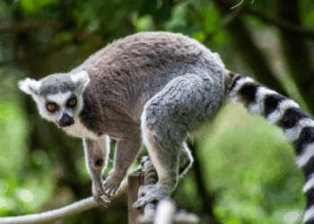 Estudo revela comércio ilegal de carne de lêmures em Madagascar, ameaçando espécies endêmicas. Especialistas alertam para destruição de habitat e falta de fiscalização.
