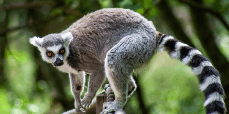 Estudo revela comércio ilegal de carne de lêmures em Madagascar, ameaçando espécies endêmicas. Especialistas alertam para destruição de habitat e falta de fiscalização.