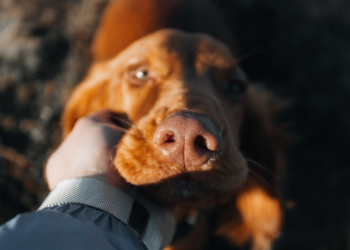 Estudo publicado na PLOS One revela que a perda de um animal de estimação pode gerar dor emocional profunda, comparável à morte de um familiar próximo.