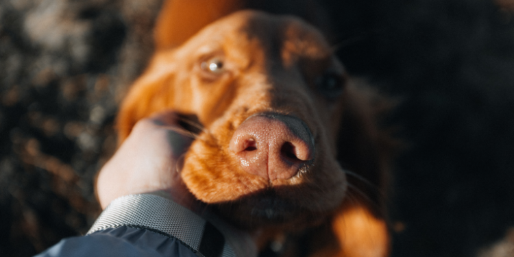 Estudo publicado na PLOS One revela que a perda de um animal de estimação pode gerar dor emocional profunda, comparável à morte de um familiar próximo.