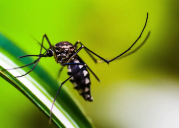 Tecnologia desenvolvida no Tocantins utiliza armadilha biológica com fungos e sensores ambientais para combater dengue, zika e chikungunya.