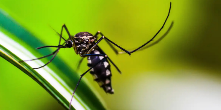Tecnologia desenvolvida no Tocantins utiliza armadilha biológica com fungos e sensores ambientais para combater dengue, zika e chikungunya.