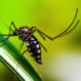 Tecnologia desenvolvida no Tocantins utiliza armadilha biológica com fungos e sensores ambientais para combater dengue, zika e chikungunya.