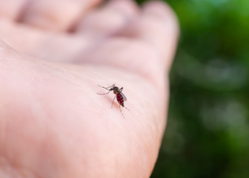 Chuvas intensas no Rio de Janeiro aumentam risco de dengue. Autoridades reforçam medidas preventivas, monitoram arboviroses e ampliam vacinação com a Qdenga neste ano.