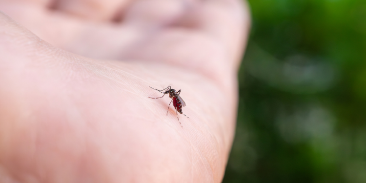 Chuvas intensas no Rio de Janeiro aumentam risco de dengue. Autoridades reforçam medidas preventivas, monitoram arboviroses e ampliam vacinação com a Qdenga neste ano.