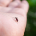 Chuvas intensas no Rio de Janeiro aumentam risco de dengue. Autoridades reforçam medidas preventivas, monitoram arboviroses e ampliam vacinação com a Qdenga neste ano.