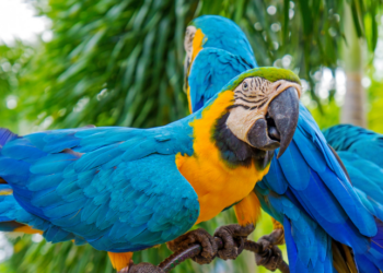 Três araras-canindés são reintroduzidas no Parque Nacional da Tijuca, no Rio de Janeiro, em projeto de conservação da ONG Refauna e ICMBio, que visa recuperar espécies extintas na cidade.