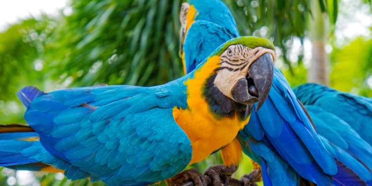 Três araras-canindés são reintroduzidas no Parque Nacional da Tijuca, no Rio de Janeiro, em projeto de conservação da ONG Refauna e ICMBio, que visa recuperar espécies extintas na cidade.