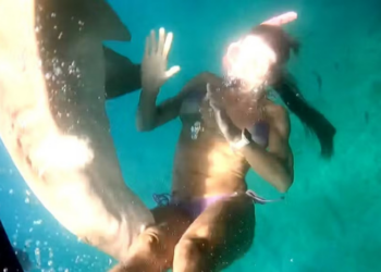 Ataque de tubarão-limão assusta mergulhadora em Fernando de Noronha
