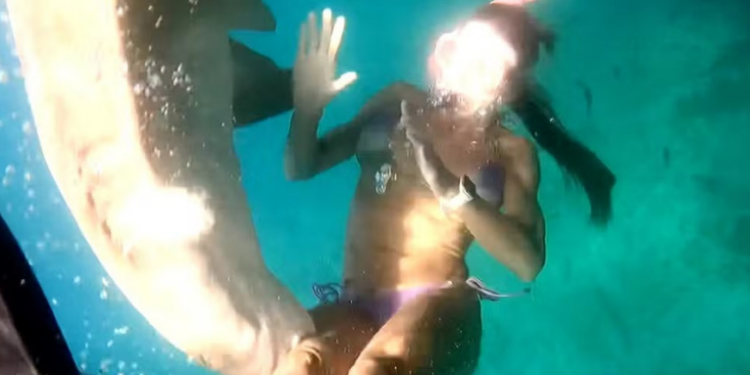 Ataque de tubarão-limão assusta mergulhadora em Fernando de Noronha