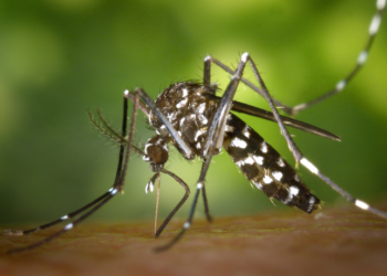Estudo da Fiocruz Bahia mostra que pessoas em situação de vulnerabilidade social têm maior risco de morrer por dengue no Brasil, evidenciando o impacto das desigualdades no acesso à saúde.