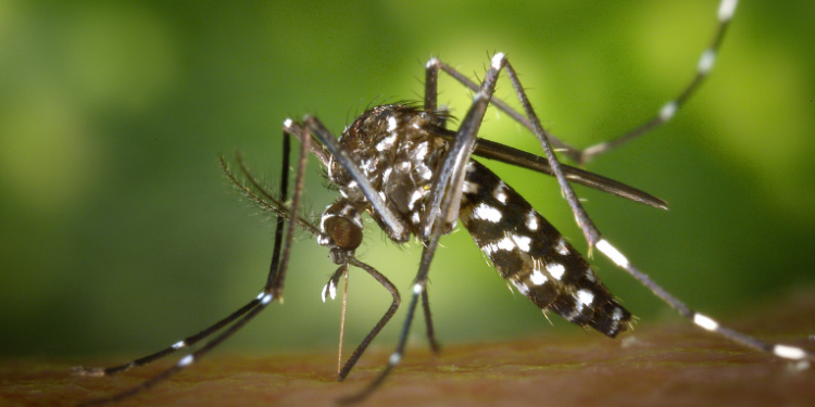 Estudo da Fiocruz Bahia mostra que pessoas em situação de vulnerabilidade social têm maior risco de morrer por dengue no Brasil, evidenciando o impacto das desigualdades no acesso à saúde.