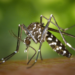 Estudo da Fiocruz Bahia mostra que pessoas em situação de vulnerabilidade social têm maior risco de morrer por dengue no Brasil, evidenciando o impacto das desigualdades no acesso à saúde.