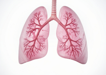 Pesquisadores ingleses desenvolveram um minipulmão em chip que simula o pulmão humano e mostra como a bactéria da tuberculose destrói células alveolares. Avanço pode ajudar no estudo de outras doenças respiratórias.
