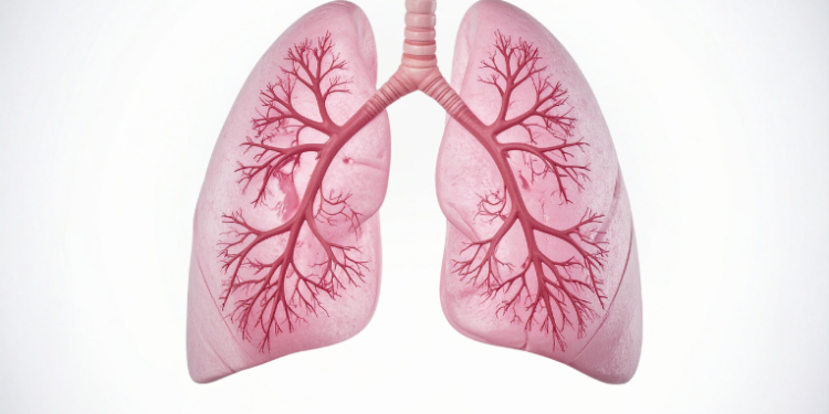 Pesquisadores ingleses desenvolveram um minipulmão em chip que simula o pulmão humano e mostra como a bactéria da tuberculose destrói células alveolares. Avanço pode ajudar no estudo de outras doenças respiratórias.