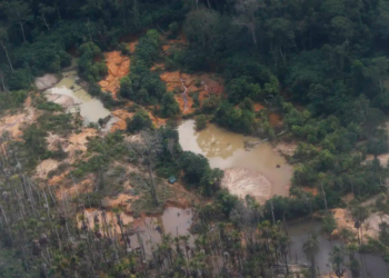 Edital Floresta Viva prorroga inscrições e destina R$ 8,8 milhões a terras indígenas
