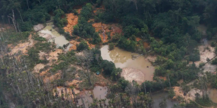 Edital Floresta Viva prorroga inscrições e destina R$ 8,8 milhões a terras indígenas