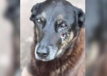 Morte do cão Orelha, agredido por adolescentes na Praia Brava, gerou comoção nacional e é investigada pela Polícia Civil de SC.
