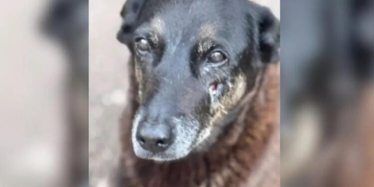 Morte do cão Orelha, agredido por adolescentes na Praia Brava, gerou comoção nacional e é investigada pela Polícia Civil de SC.