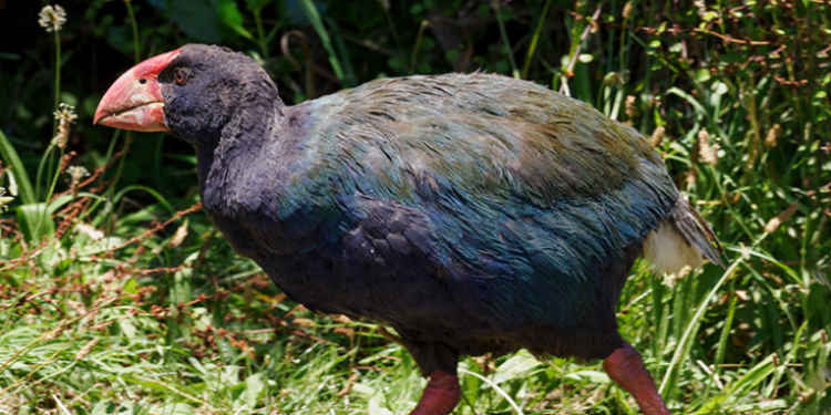 Após um século, ave gigante volta à natureza e desafia conceito de extinção