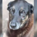 Morte do cão Orelha, agredido por adolescentes na Praia Brava, gerou comoção nacional e é investigada pela Polícia Civil de SC.