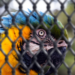 Um homem suspeito de integrar o Comando Vermelho e traficar animais silvestres foi preso em Vespasiano (MG) com uma arara-canindé. Polícia investiga esquema milionário que envolve diversas regiões do Brasil.