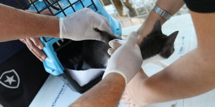 O CRMV-SP alerta para o crescimento da esporotricose animal em São Paulo. Gatos são principais transmissores, e casos humanos exigem atenção médica precoce. Saiba como prevenir e tratar.